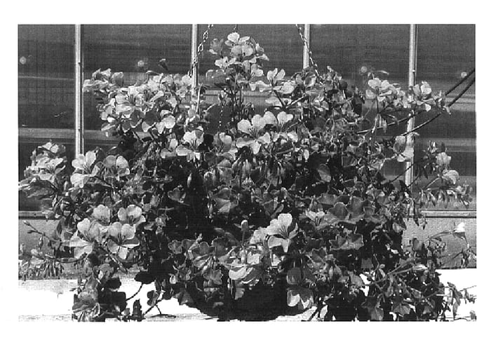 Figure 1 of US plant patent PP17038, the photograph of Pacham printed in the patent.