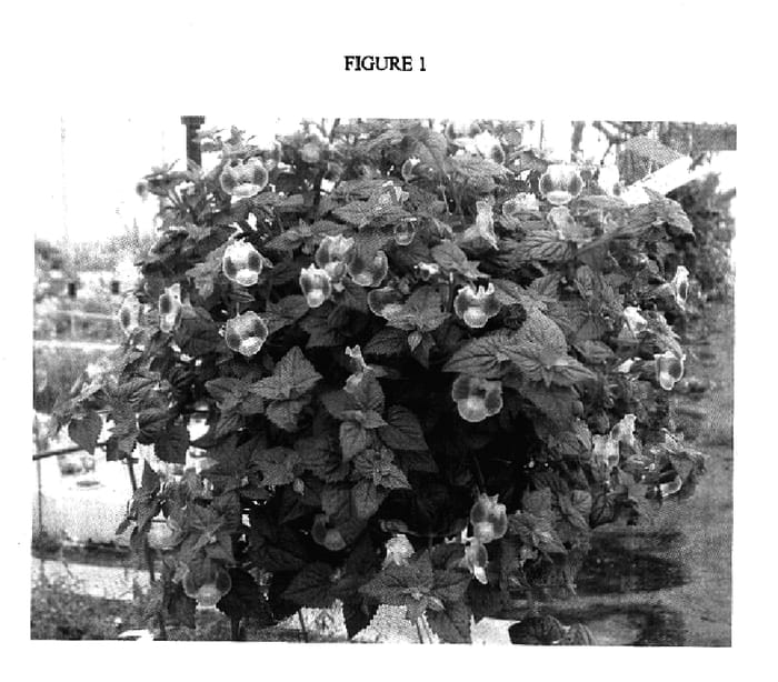 Figure 1 of US plant patent PP17039, the photograph of Dantomidmon printed in the patent.
