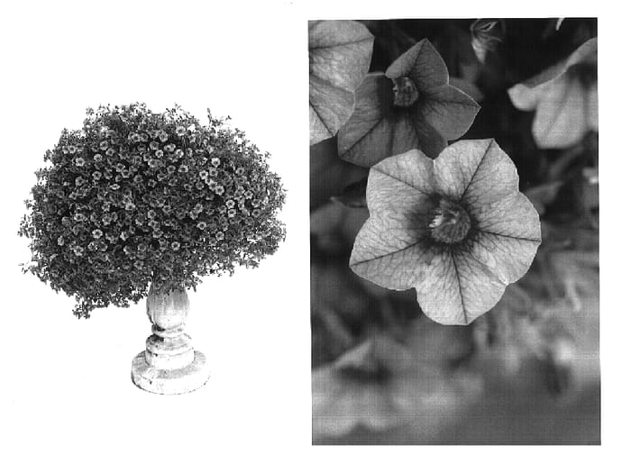 Figure 1 of US plant patent PP17040, the photograph of Wescasal printed in the patent.