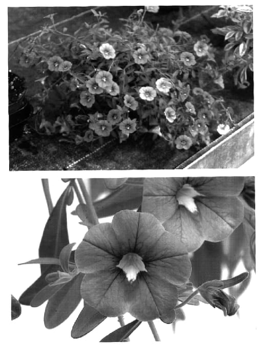 Figure 1 of US plant patent PP17041, the photograph of Wescamalve printed in the patent.