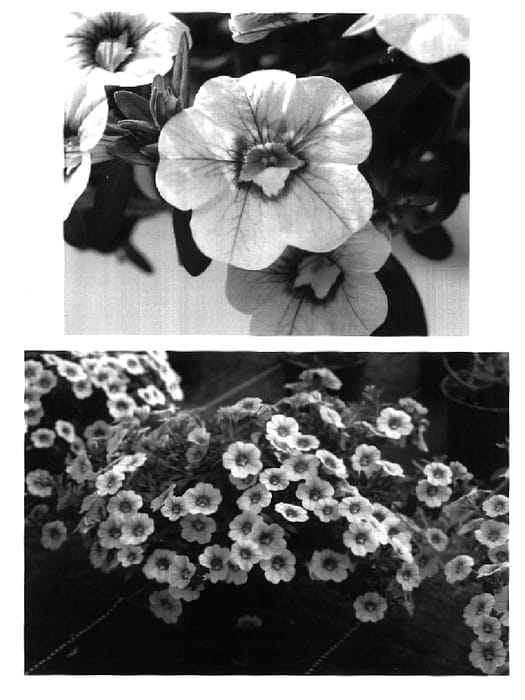 Figure 1 of US plant patent PP17042, the photograph of Wescamagno printed in the patent.