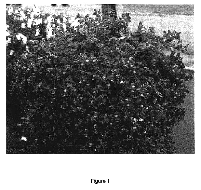 Figure 1 of US plant patent PP17043, the photograph of YACREY printed in the patent.