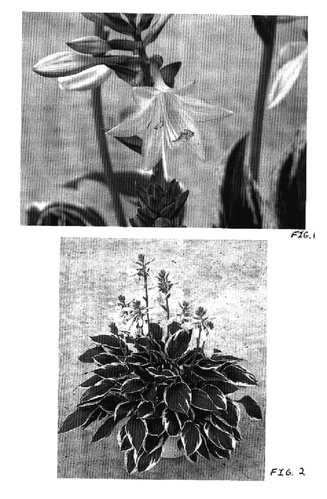 Figure 1 of US plant patent PP17044, the photograph of Independence printed in the patent.