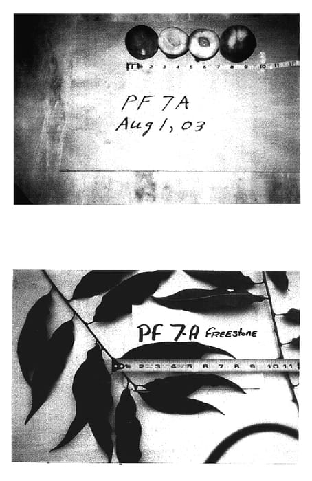 Figure 1 of US plant patent PP17045, the photograph of P.F. 7A Freestone printed in the patent.