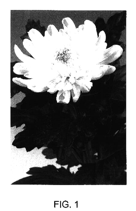 Figure 1 of US plant patent PP17046, the photograph of Ceregina White printed in the patent.