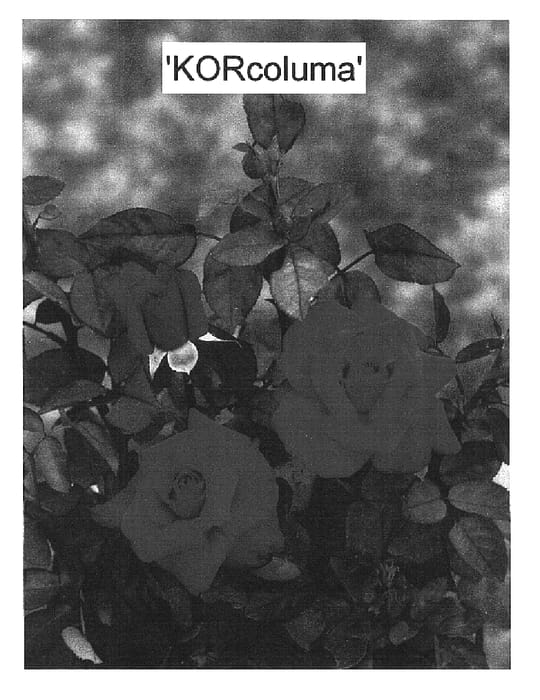 Figure 1 of US plant patent PP17047, the photograph of KORcoluma printed in the patent.