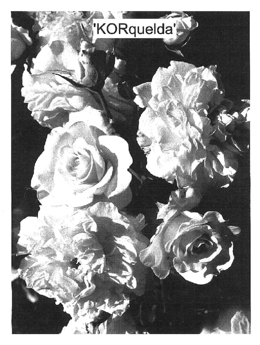 Figure 1 of US plant patent PP17048, the photograph of KORquelda printed in the patent.