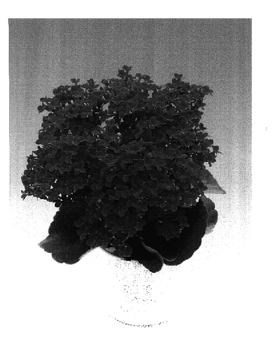 Figure 1 of US plant patent PP17049, the photograph of Yosemite printed in the patent.