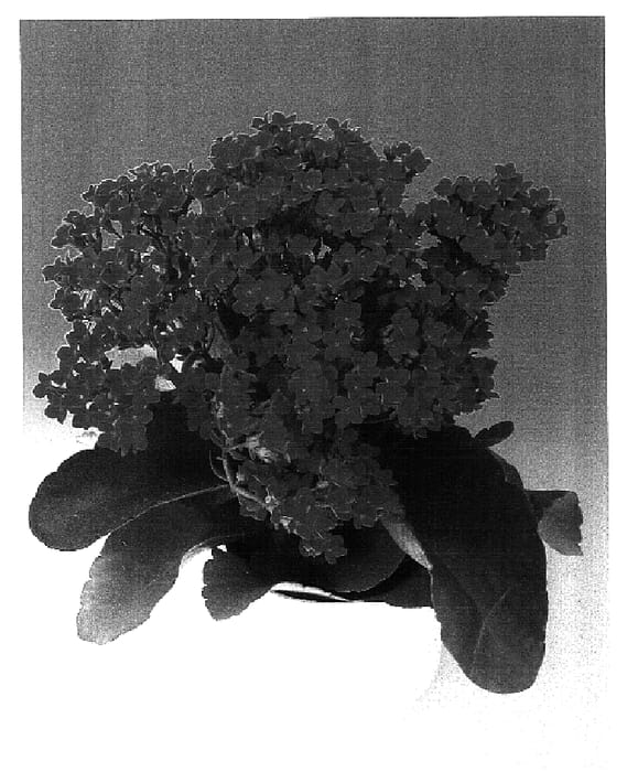Figure 1 of US plant patent PP17050, the photograph of Red Wood printed in the patent.