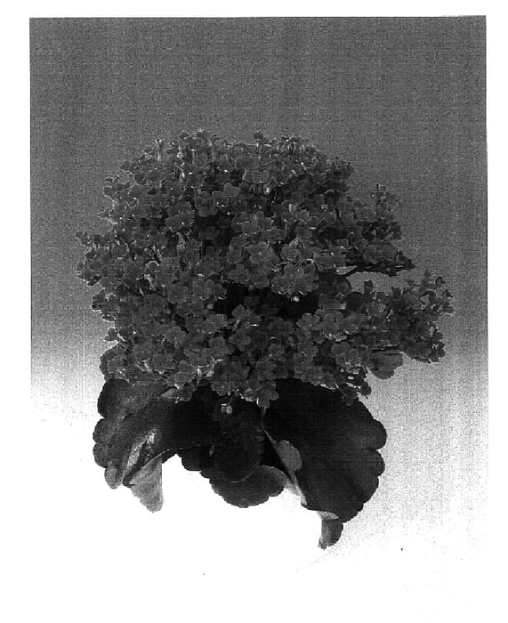 Figure 1 of US plant patent PP17051, the photograph of Mount Rushmore printed in the patent.