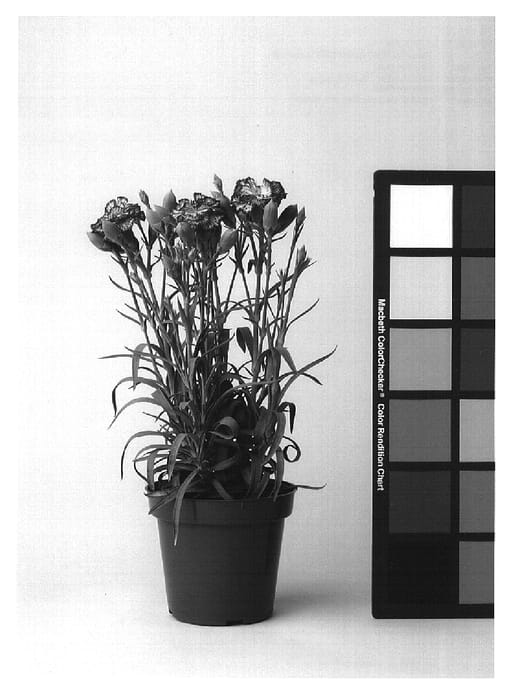 Figure 1 of US plant patent PP17053, the photograph of CFPC Lambada printed in the patent.
