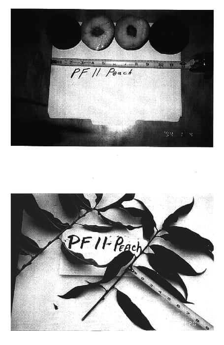 Figure 1 of US plant patent PP17054, the photograph of P.F. 11 Peach printed in the patent.