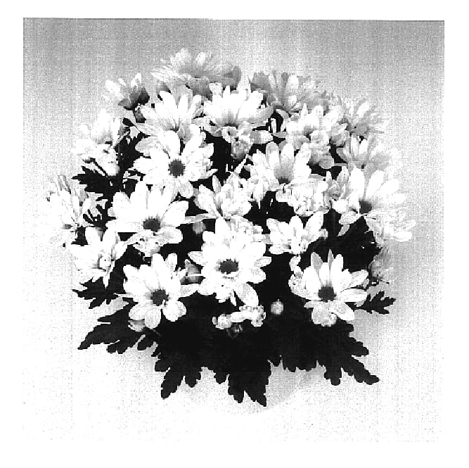 Figure 1 of US plant patent PP17055, the photograph of Bridal Time printed in the patent.