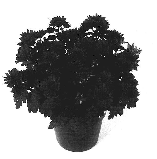 Figure 1 of US plant patent PP17056, the photograph of Midnight Time printed in the patent.
