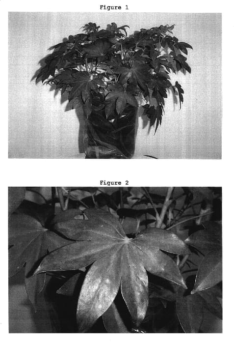 Figure 1 of US plant patent PP17057, the photograph of Fan printed in the patent.