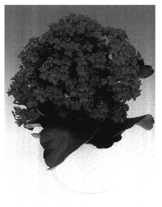 Figure 1 of US plant patent PP17058, the photograph of Zion printed in the patent.