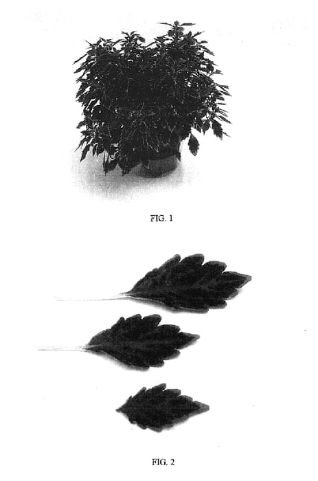 Figure 1 of US plant patent PP17059, the photograph of Balaublach printed in the patent.