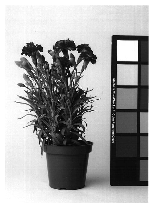 Figure 1 of US plant patent PP17060, the photograph of CFPC Lani printed in the patent.