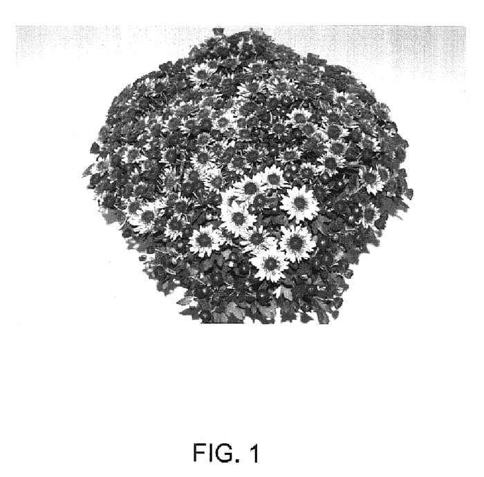 Figure 1 of US plant patent PP17061, the photograph of Corhellas printed in the patent.