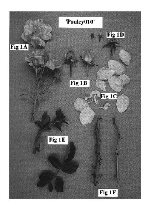 Figure 1 of US plant patent PP17062, the photograph of Poulcy010 printed in the patent.