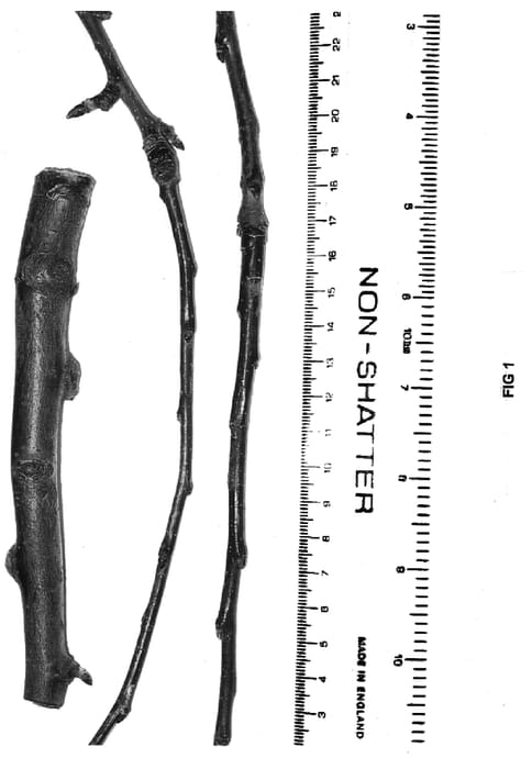 Figure 1 of US plant patent PP17063, the photograph of G.935 printed in the patent.