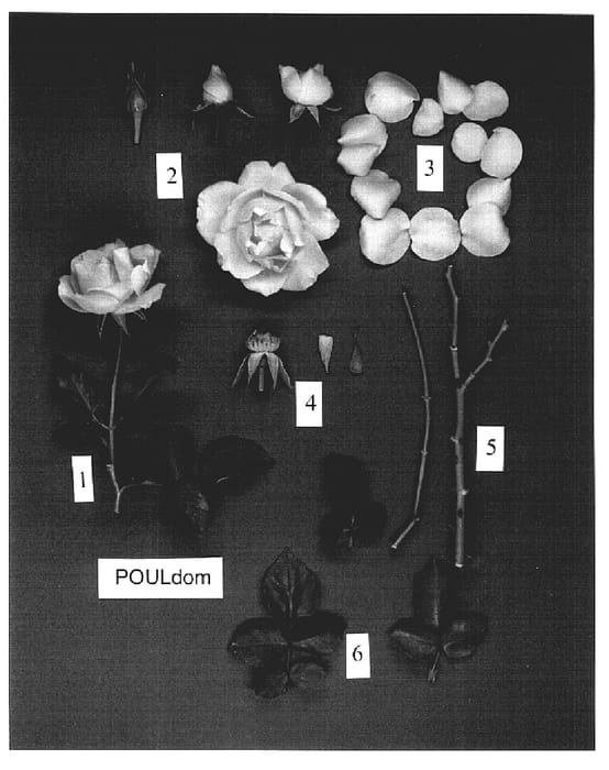 Figure 1 of US plant patent PP17064, the photograph of POULdom printed in the patent.