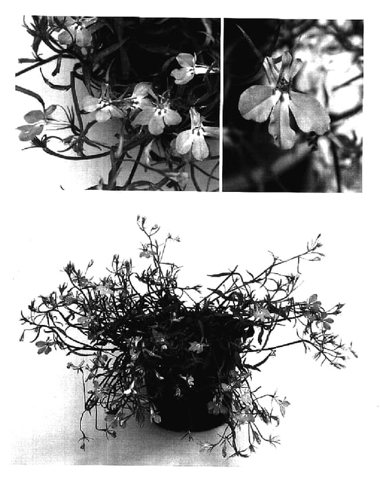 Figure 1 of US plant patent PP17065, the photograph of Kielowasky printed in the patent.