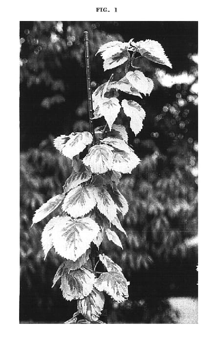 Figure 1 of US plant patent PP17066, the photograph of Aya Nishiki printed in the patent.