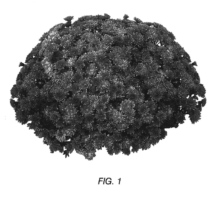 Figure 1 of US plant patent PP17067, the photograph of Gedi Three Pora printed in the patent.