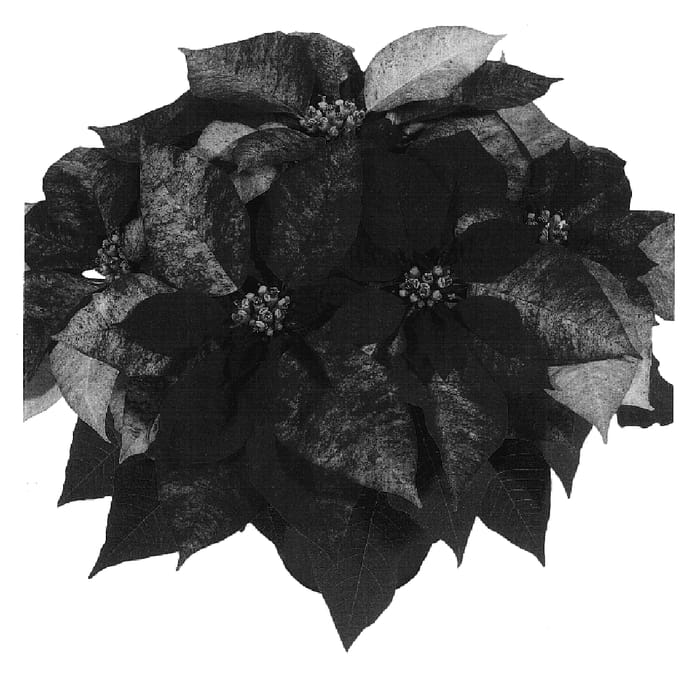 Figure 1 of US plant patent PP17068, the photograph of Dueprempica printed in the patent.