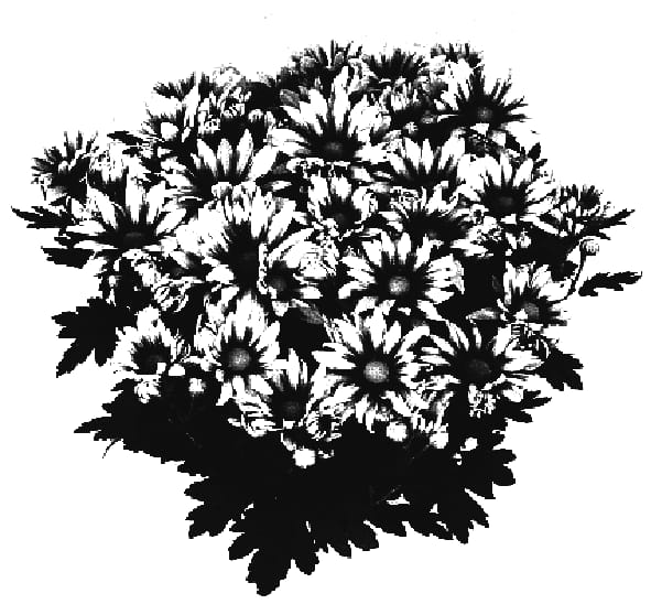 Figure 1 of US plant patent PP17069, the photograph of Extravaganza Time printed in the patent.