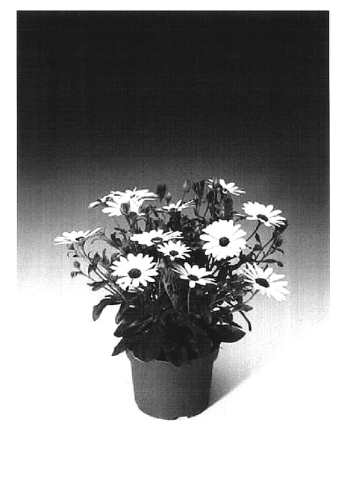 Figure 1 of US plant patent PP17070, the photograph of Osjamwhit printed in the patent.