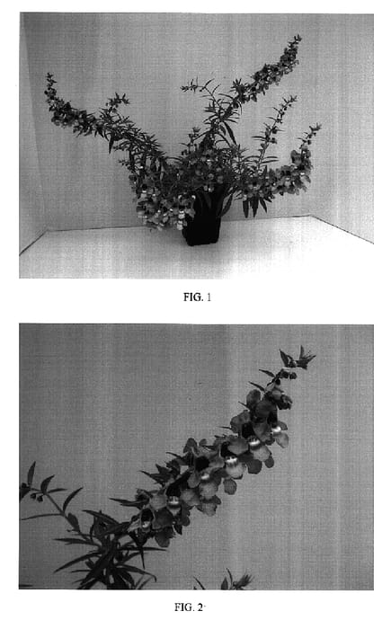 Figure 1 of US plant patent PP17071, the photograph of Balangdarpi printed in the patent.
