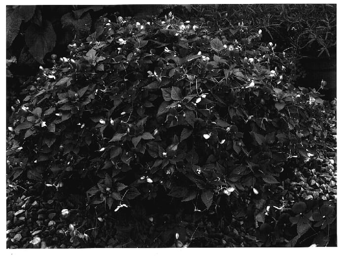 Figure 1 of US plant patent PP17072, the photograph of Butly Cher printed in the patent.