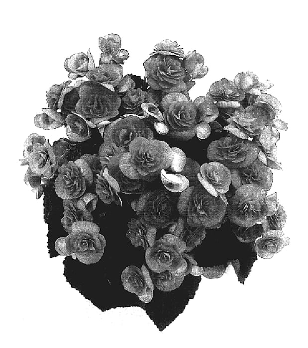 Figure 1 of US plant patent PP17073, the photograph of Bbtosca printed in the patent.