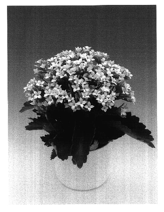 Figure 1 of US plant patent PP17074, the photograph of White Sands printed in the patent.
