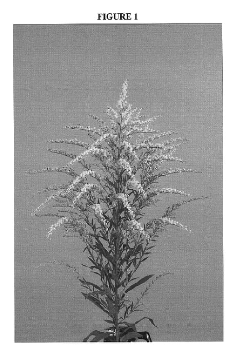 Figure 1 of US plant patent PP17076, the photograph of Dansolwind printed in the patent.