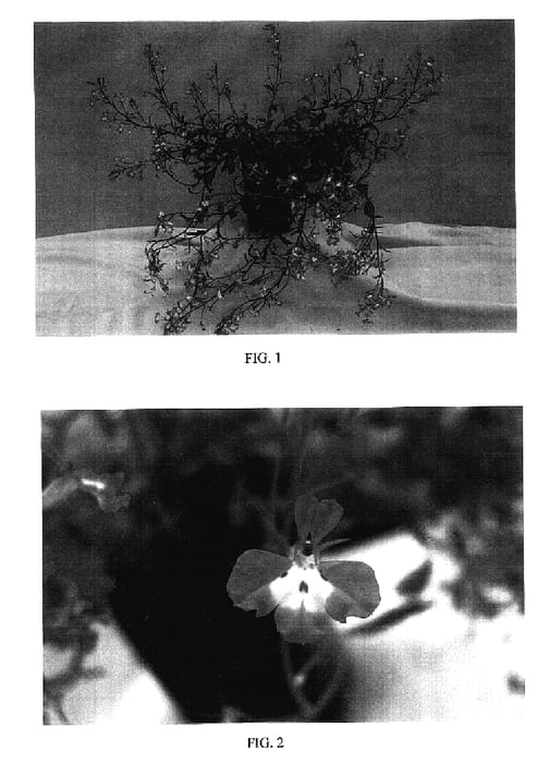 Figure 1 of US plant patent PP17077, the photograph of Balobperiblu printed in the patent.