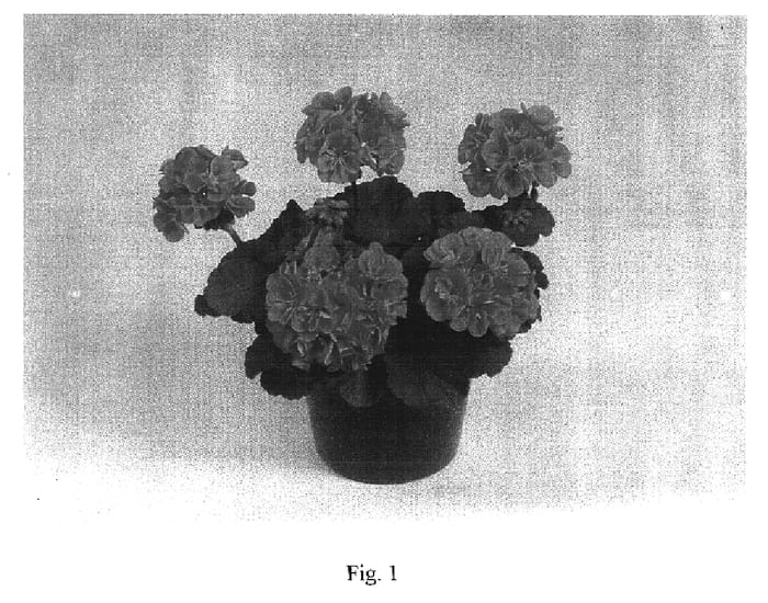 Figure 1 of US plant patent PP17078, the photograph of Candy Rose Splash printed in the patent.