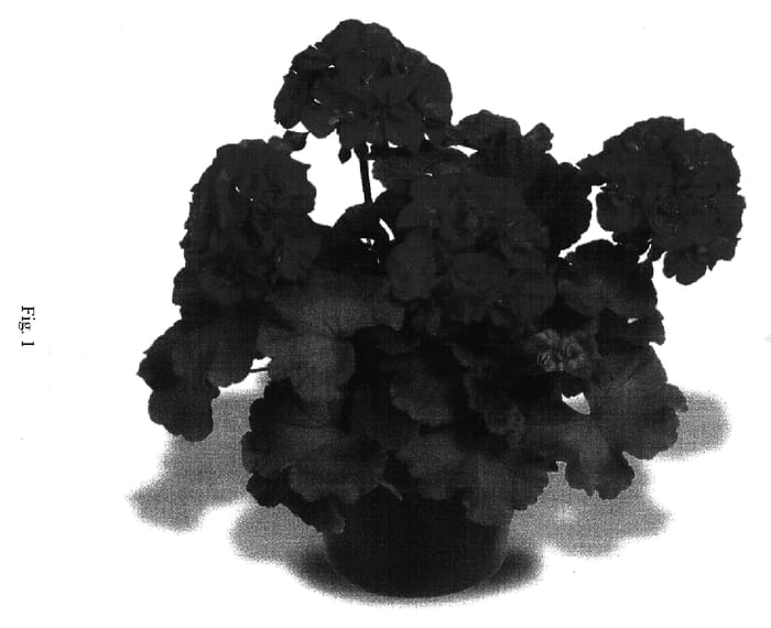 Figure 1 of US plant patent PP17079, the photograph of Patriot Bright Violet printed in the patent.
