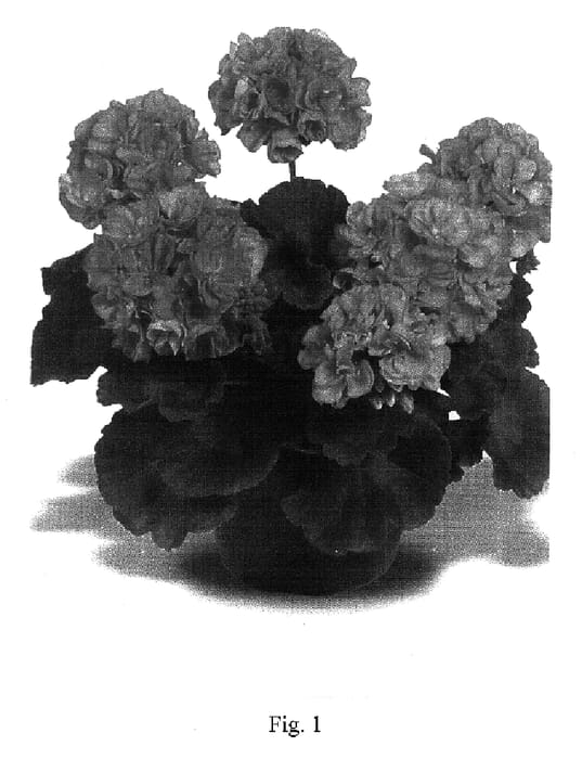 Figure 1 of US plant patent PP17080, the photograph of Maestro Salmon printed in the patent.