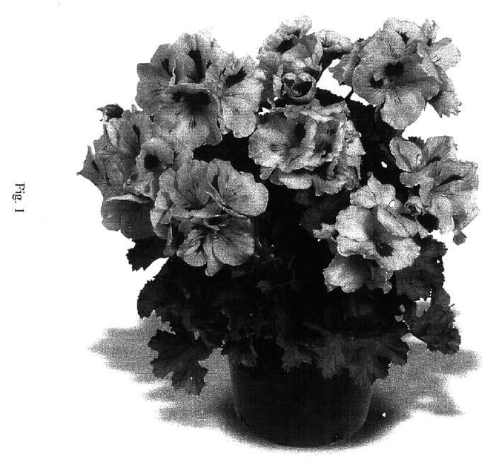 Figure 1 of US plant patent PP17081, the photograph of Elegance LightLavender Splash printed in the patent.