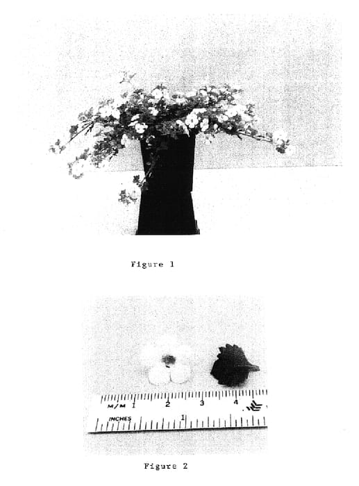 Figure 1 of US plant patent PP17082, the photograph of Blisch printed in the patent.