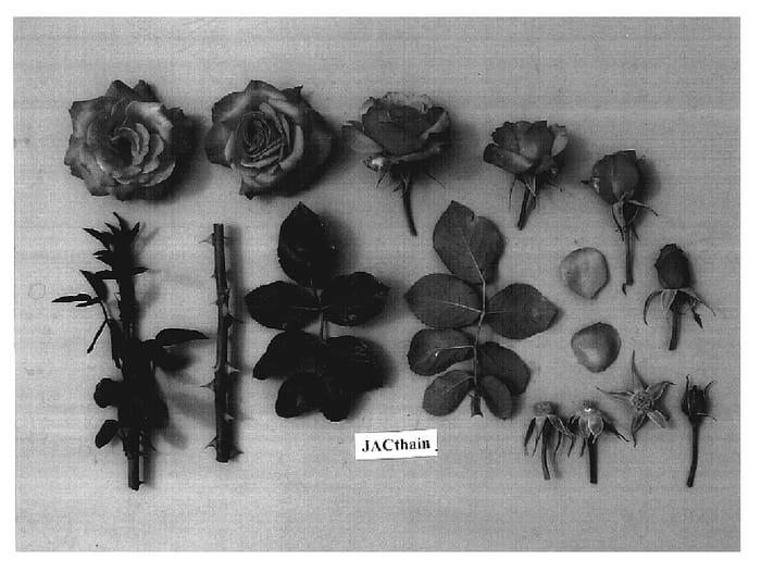 Figure 1 of US plant patent PP17083, the photograph of JACthain printed in the patent.