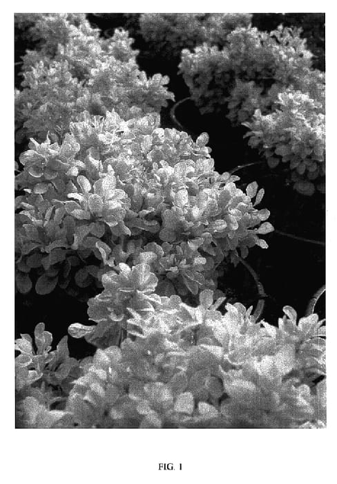 Figure 1 of US plant patent PP17084, the photograph of Tiny Gold printed in the patent.