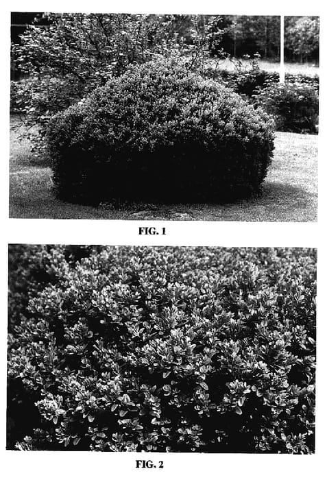 Figure 1 of US plant patent PP17085, the photograph of Polar printed in the patent.