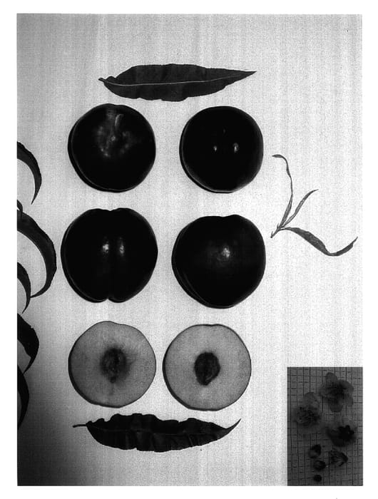 Figure 1 of US plant patent PP17086, the photograph of Red Bright printed in the patent.
