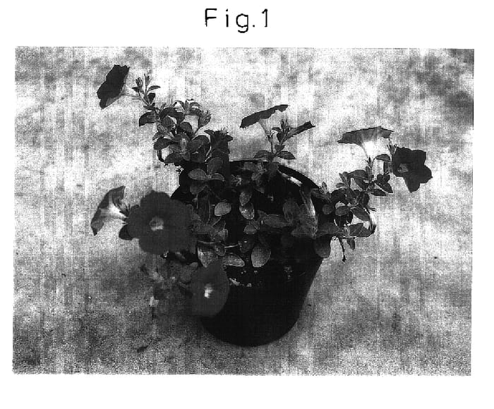 Figure 1 of US plant patent PP17087, the photograph of Suncopapin printed in the patent.
