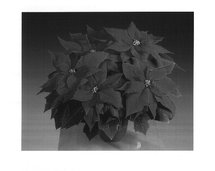 Figure 1 of US plant patent PP17088, the photograph of Fiscor Electric printed in the patent.