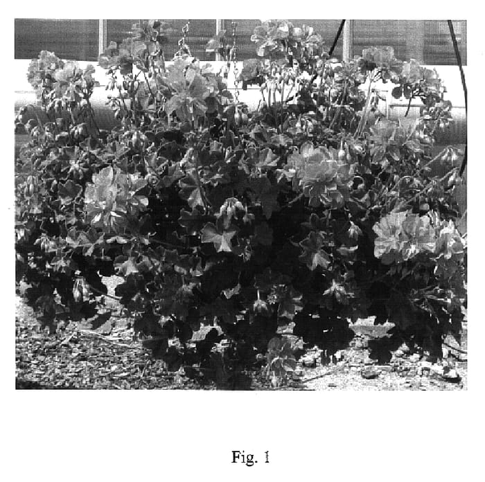 Figure 1 of US plant patent PP17089, the photograph of Pacapri printed in the patent.